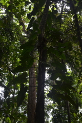 Philodendron sagittifolium