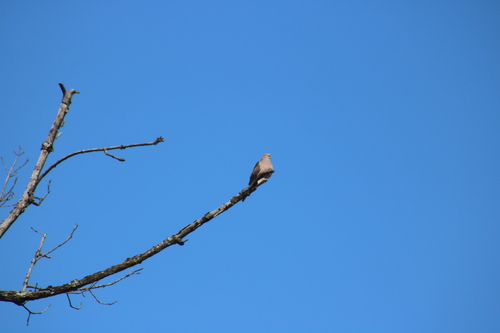 Mourning Dove