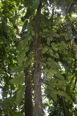 Philodendron sagittifolium