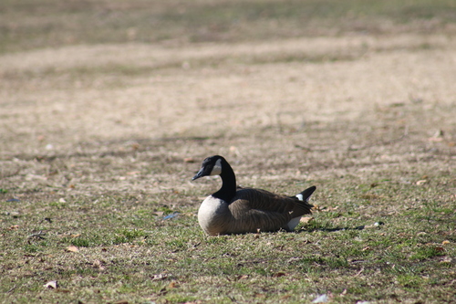 Canada Goose