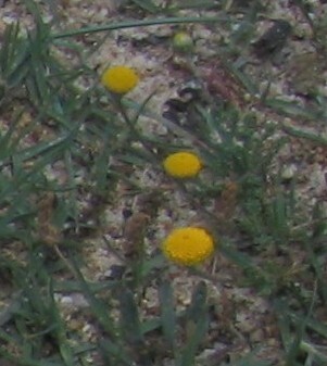 Chamaemelum nobile iNat (3)