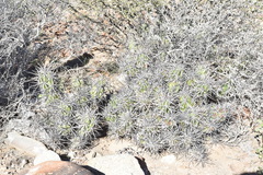 Corynopuntia invicta