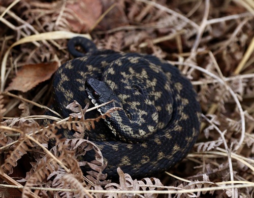 Adder
