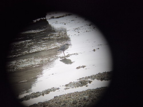 Little Heron
