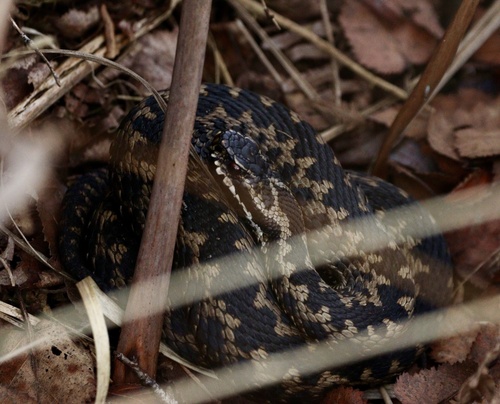 Adder