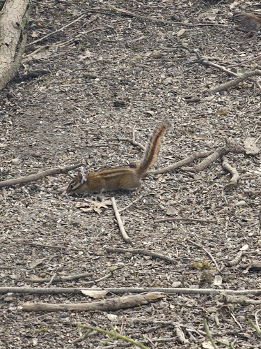 Townsend's Chipmunk observed by spidercat