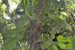 Philodendron sagittifolium