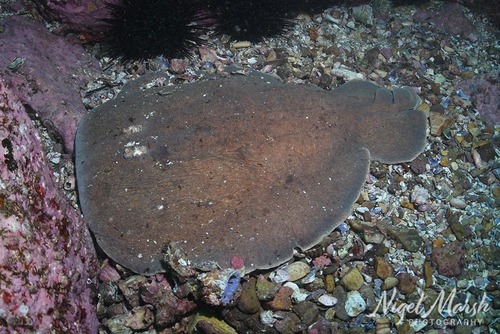 Hypnos monopterygius