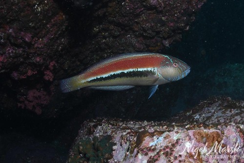 Ophthalmolepis lineolata