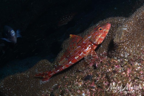 Latropiscis purpurissatus