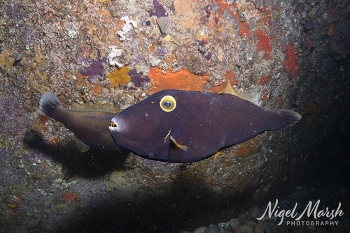 Eubalichthys bucephalus