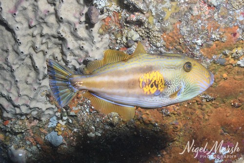 Meuschenia freycineti