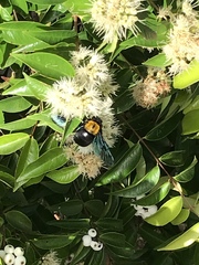 Xylocopa flavonigrescens