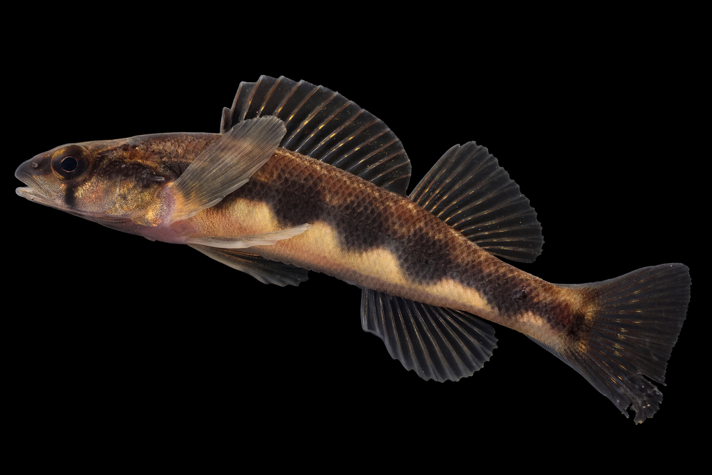 Stripeback Darter