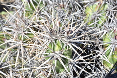 Corynopuntia invicta
