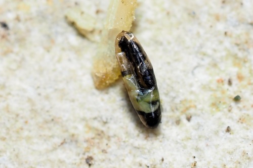 Unknown species found near Rolling Hills Estates, CA, USA