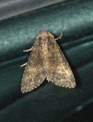Condica albigera