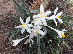 Leucocrinum montanum