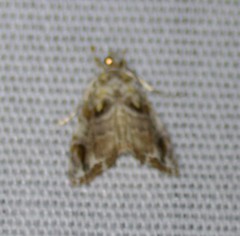 Glaphyria basiflavalis