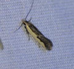 Dichomeris serrativittella