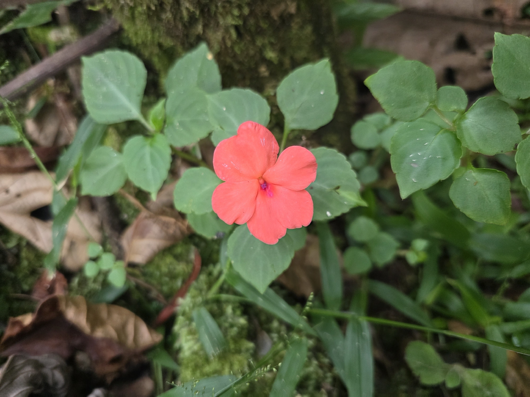 Impatiens walleriana