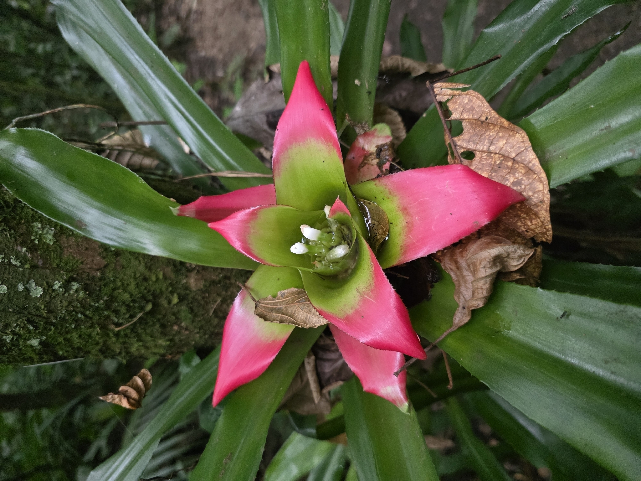 Nidularium innocentii