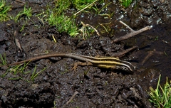 Liolaemus schroederi