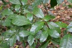 Coussarea curvigemmia