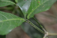 Coussarea curvigemmia