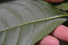 Coussarea curvigemmia