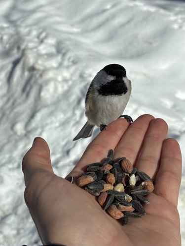 Black-capped Chickadee