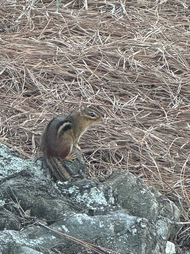 Eastern Chipmunk observed by jess_wilson136