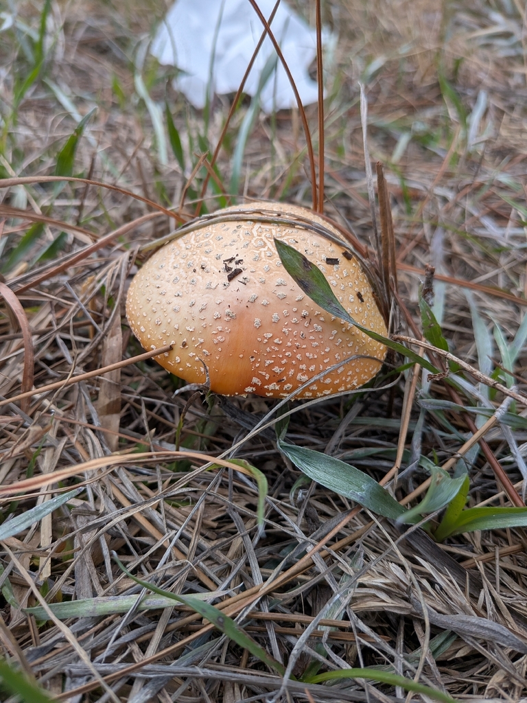 Amanita persicina · February 2026 · photo: © jd_flores (iNaturalist, cc0)