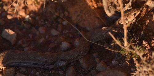 Iberian False Smooth Snake