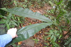 Cyclanthus bipartitus