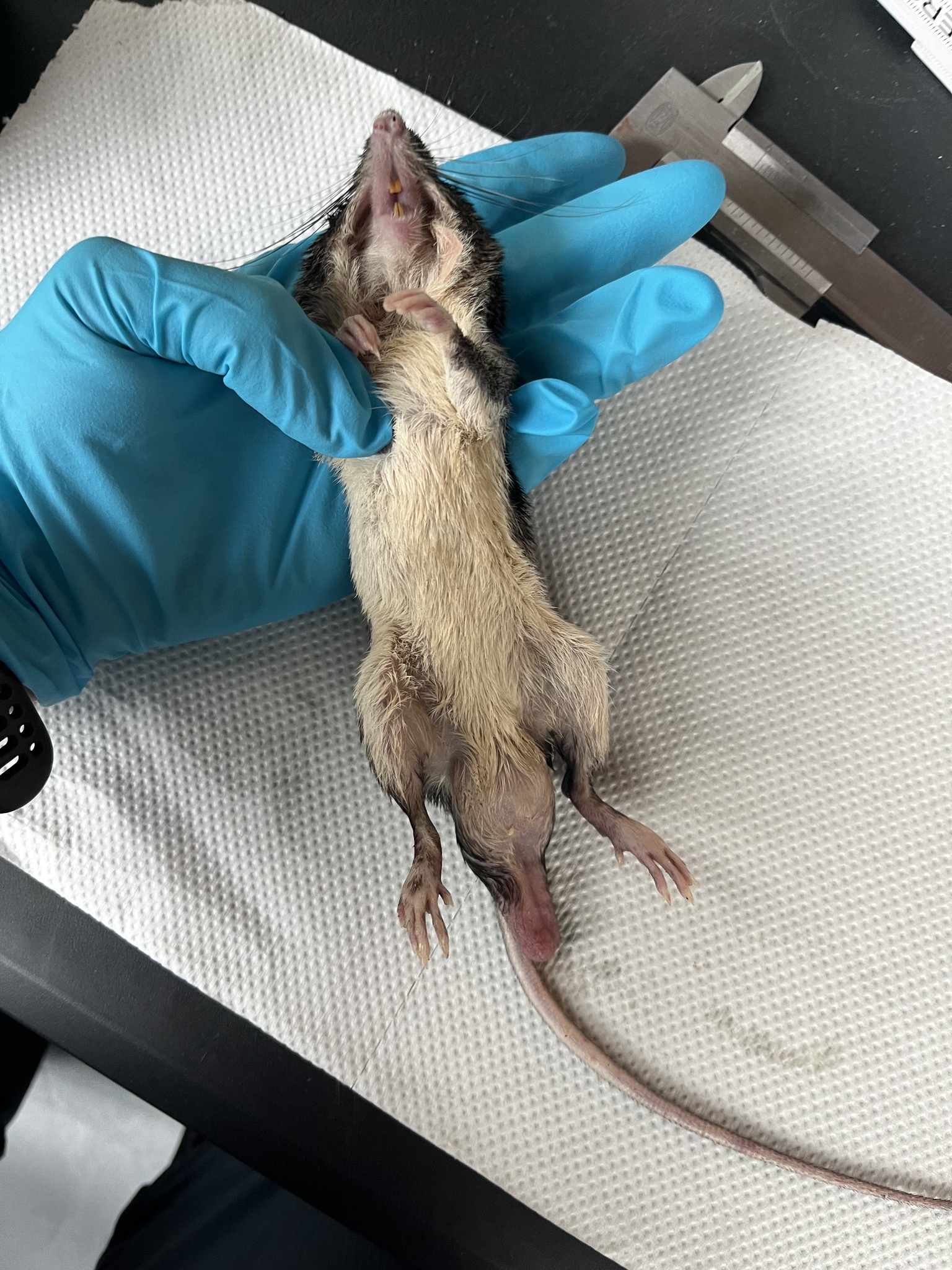 Ecuadoran Spiny Pocket Mouse photo 3