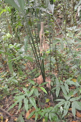 Cyclanthus bipartitus