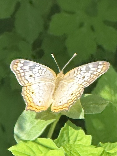 White Peacock (Anartia jatrophae)