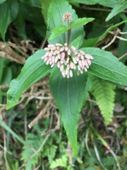 Eupatorium luchuense