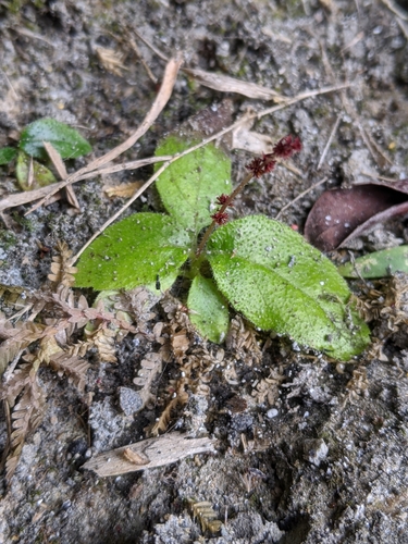Titanotrichum oldhamii, photograph 2