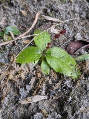 Titanotrichum oldhamii, photograph Cheng-Te Hsu, CC BY, iNaturalist via GBIF