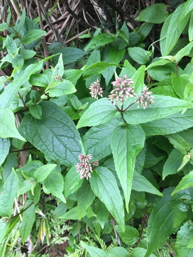 Eupatorium luchuense, photograph 1