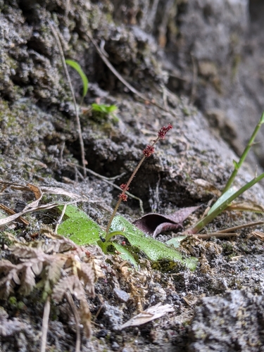 Titanotrichum oldhamii, photograph 3
