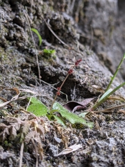 Titanotrichum oldhamii, photograph Cheng-Te Hsu, CC BY, iNaturalist via GBIF