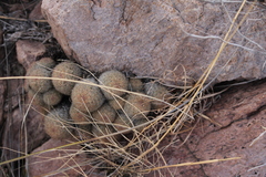 Escobaria chihuahuensis