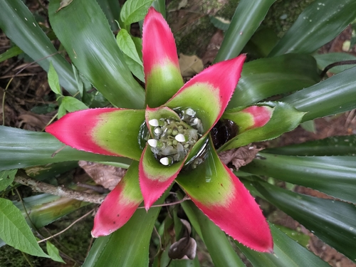Bird's-nest Bromeliad (Nidularium innocentii)