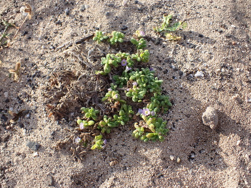 Hinahina Kahakai (Nama sandwicensis)