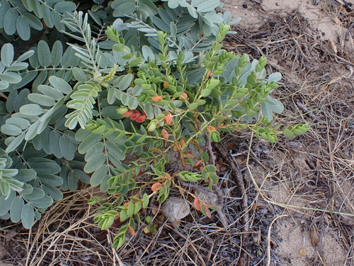 Euphorbia degeneri observed 2026-02-28