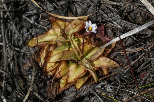 Pinguicula planifolia