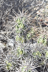 Corynopuntia invicta